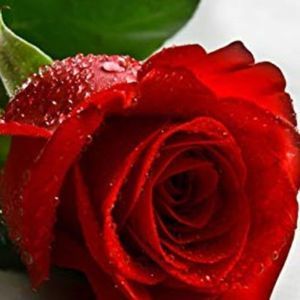 Meet your Posher, Eva